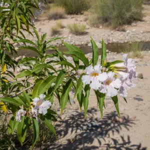 Chitalpa tashkentensis 'Summer Bells'