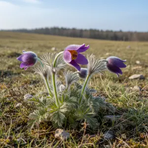 Pulsatilla vulgaris