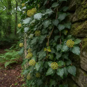 Hedera helix