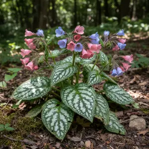 Pulmonaria 'Rosy's Mum'