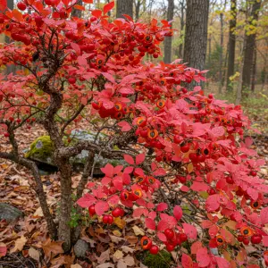 Euonymus alatus