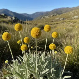 Craspedia globosa