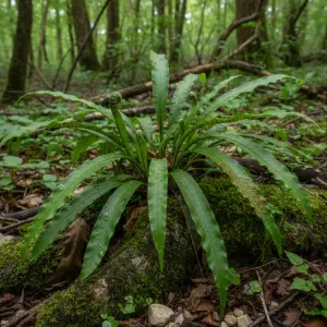 Asplenium scolopendium