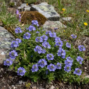 Veronica prostrata 'Ulster Dwarf Blue'