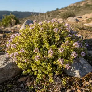 Thymus × citriodorus 'Aureus'