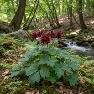 Aquilegia vulgaris var. stellata 'Ruby Port'