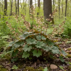 Tellima grandiflora 'Rubra'