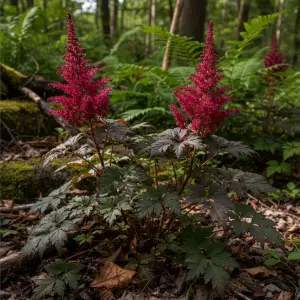 Astilbe 'Vision in Red'
