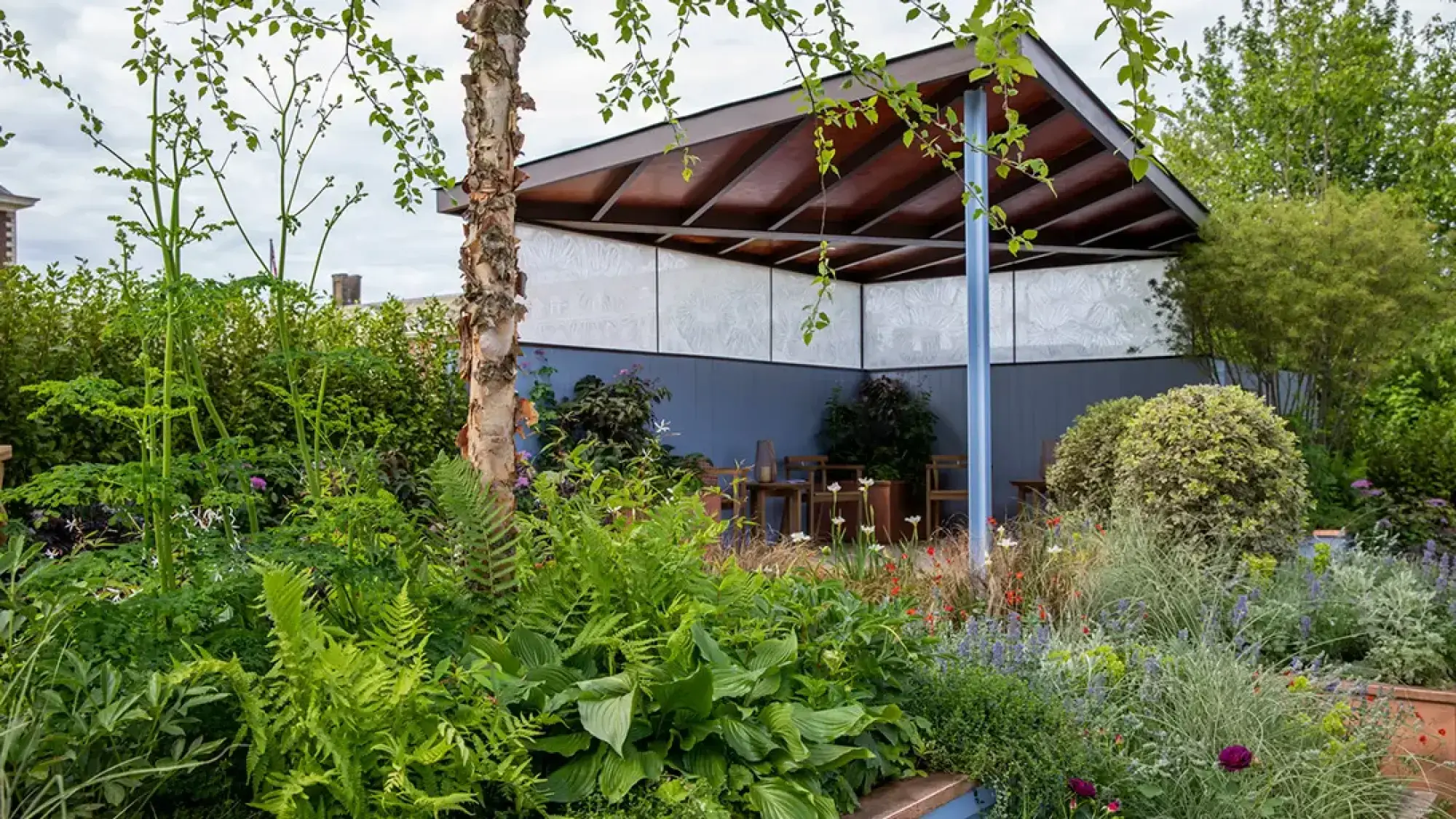 A tranquil sanctuary garden with a silver birch tree, lush ferns and hostas, and a dark blue shelter with decorative screens enclosing a seating area.