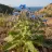 Borago officinalis
