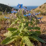 Borago officinalis