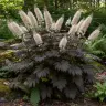 Actaea simplex 'Brunette'