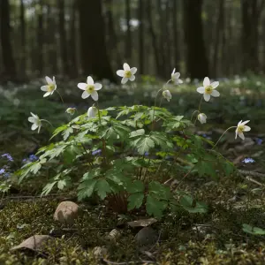 Isopyrum anemonoides