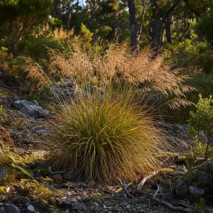 Anemanthele lessoniana