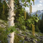 Betula utilis var. jacquemontii