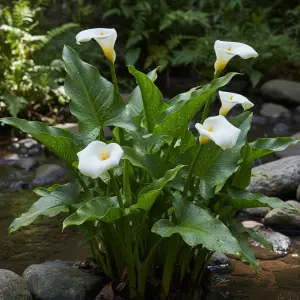 Zantedeschia spp.