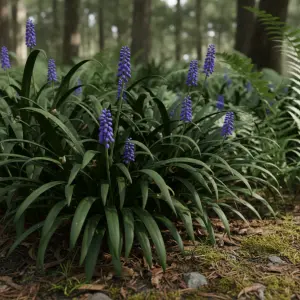 Liriope muscari