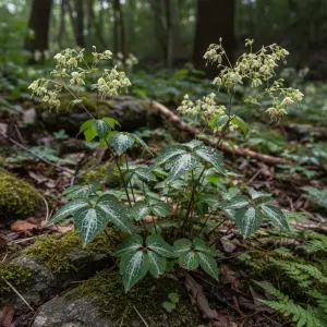 Thalictrum ichangense