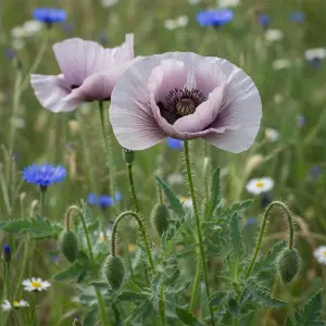 Papaver rhoeas 'Amazing Grey'