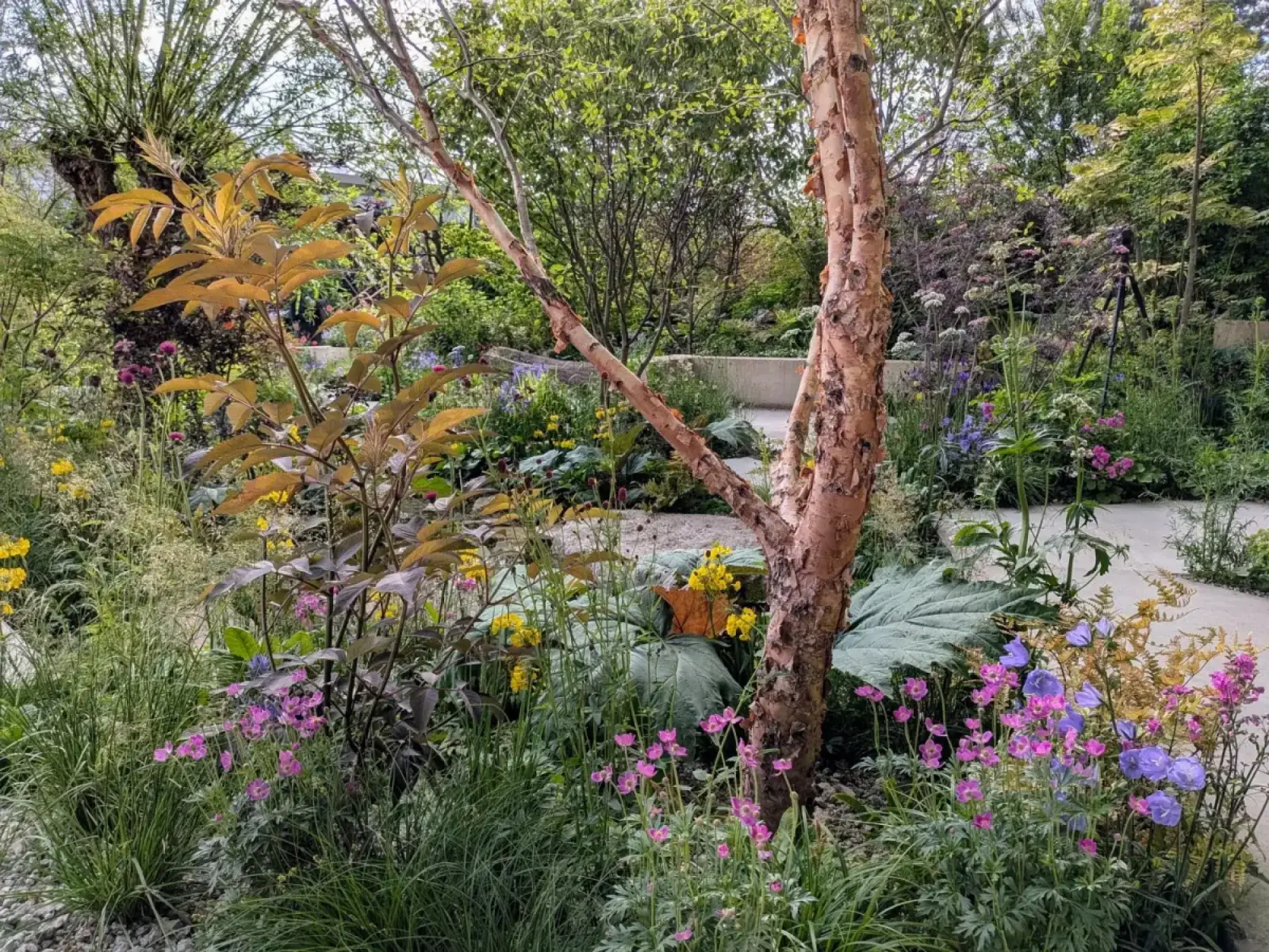 A naturalistic show garden with a multi-stemmed birch tree, vibrant pink, blue, and yellow flowers, green foliage, and a curving light path.