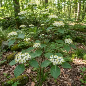 Cornus sanguinea