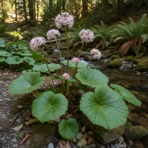 Darmera peltata