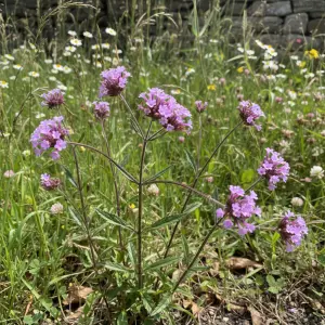 Verbena officinalis 'Bampton'