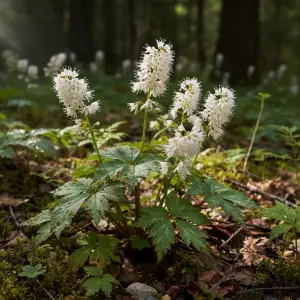 Tiarella cordifolia