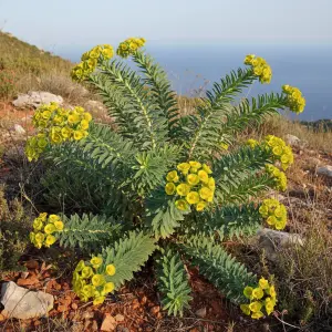 Euphorbia ceratocarpa