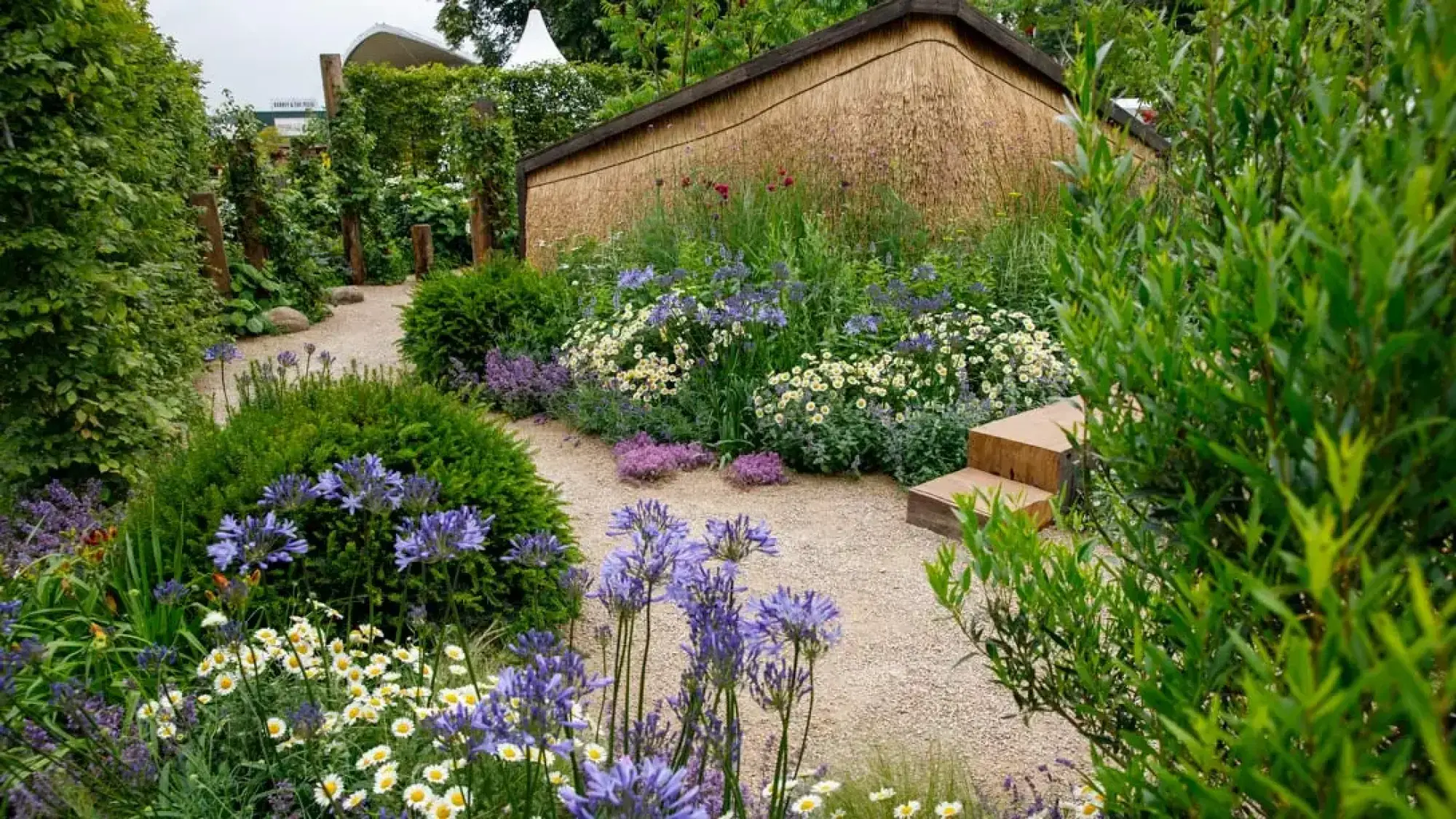 A naturalistic garden with a curved gravel path, leading past a thatched building, vibrant purple Agapanthus, white daisies, and green hedges.