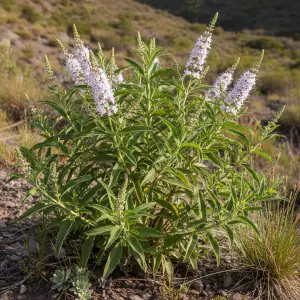Aloysia citrodora