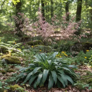 Melica altissima 'Purpurea'