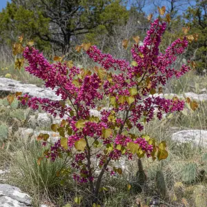 Cercis canadensis 'Oklahoma'