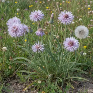 Tragopogon porrifolius