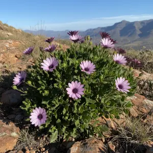 Osteospermum jucundum 'Blackthorn Seedling'