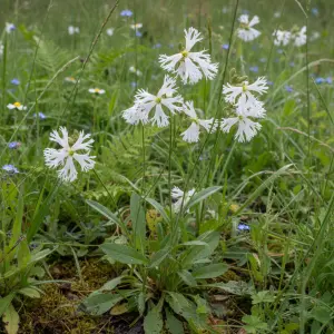 Silene flos-cuculi 'Alba'