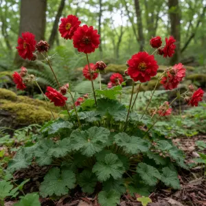 Geum 'Scarlet Tempest'