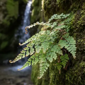 Adiantum capillus-veneris 'Maidenhair Fern'