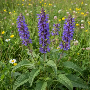 Salvia pratensis
