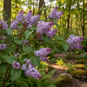 Syringa patula 'Miss Kim'