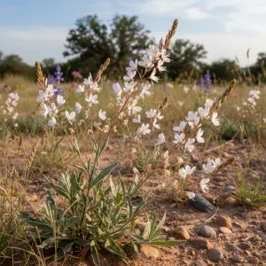 Gaura lindheimeri