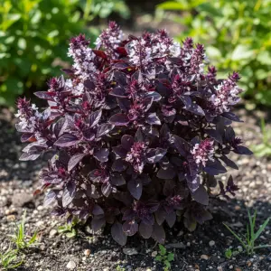 `Ocimum basilicum` 'Purple Ball'