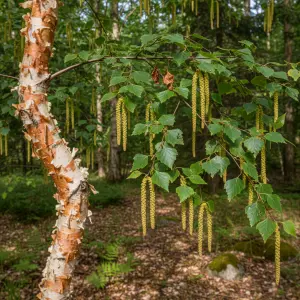 Betula 'Fascination'