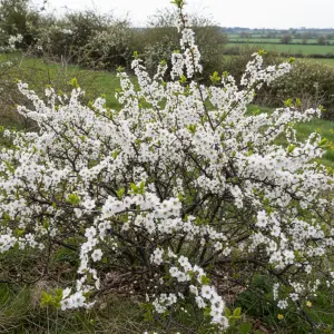 Prunus spinosa