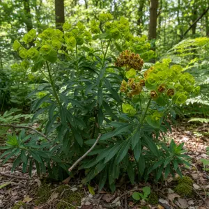Euphorbia robbiae