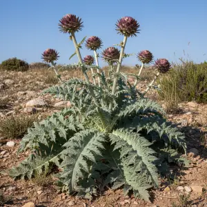 Cynara cardunculus