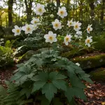Anemone × hybrida 'Honorine Jobert'