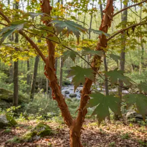 Acer griseum