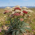 Achillea millefolium 'Butterfly Bombshell'