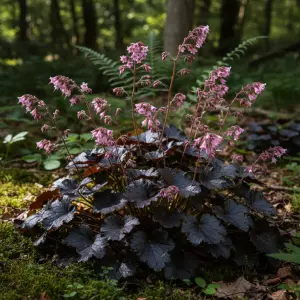 Heuchera 'Timeless Night'